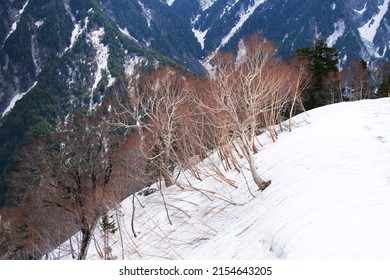 trees on the snow mountain