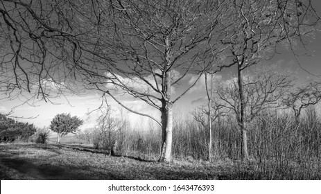 Trees On Summit Of Arnside Knott, Cumbria