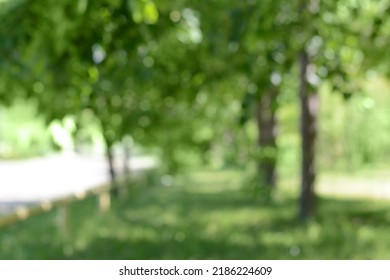 Trees on sunny day, blurred view. Bokeh effect
