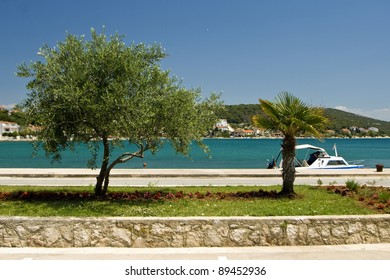 Trees On The Tisno Promenade