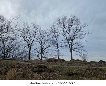 Trees On Top Of Kennesaw Mountain