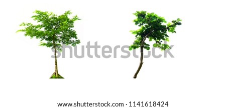 trees on white background,tree collection.