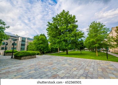 Trees And Open Space At Loyola University Maryland, In Baltimore, Maryland.