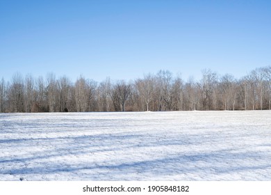 Trees In An Open Winter Field