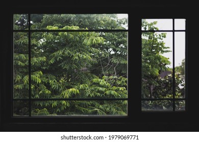trees out of the window