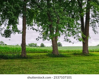trees outside facing a field 