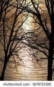 Trees Over Old Hickory Lake