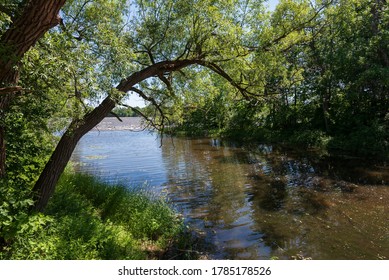 Trees over a small river