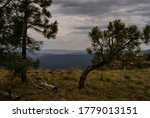 Trees are overhanging the grassy edge of the Mogollon Rim in Arizona, taken from FR 300 on a very overcast day.