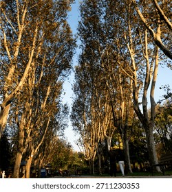 trees are the oxygen source and oramnet of cities