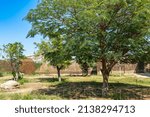 the trees in the park