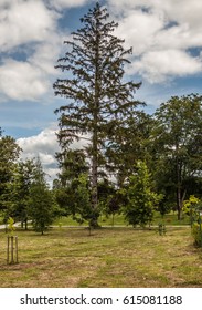 Trees in the park