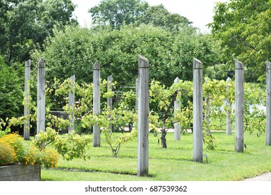 trees in the park