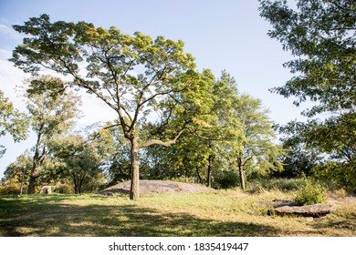 Trees In A Park Bronx, New York 10/8/20