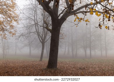 Trees in the park at the end of autumn in cloudy dreary weather, trees without foliage in late autumn and early winter - Shutterstock ID 2272932027