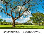 Trees in park in Florida