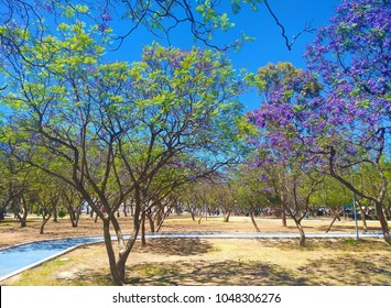 Trees Of The Park Juan Pablo II, Mexico