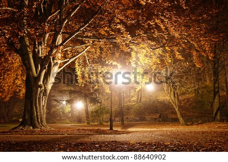 Trees in the park at night