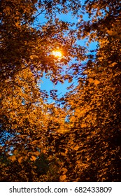 Trees in the park at night and a lightpole