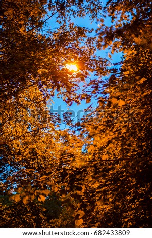 Trees in the park at night and a lightpole