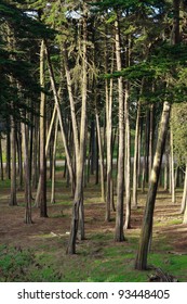 Trees In Park Presidio, San Francisco