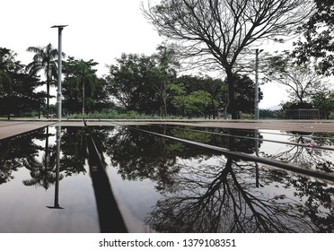 Trees at the park with reflection 