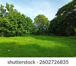 Trees in park in springtime