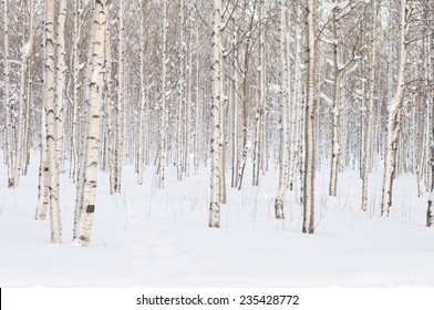 Trees in the park or the woods in winter snow