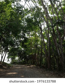 Trees and paths in the forest