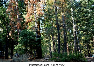 Trees At Pine Knot Campsite, Big Bear, CA