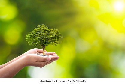 Trees are planted on coins in human hands with blurred natural backgrounds, plant growth ideas and environmentally friendly investments. - Shutterstock ID 1715788645