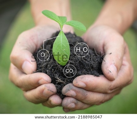 Trees are planted on the ground in human hands with natural green backgrounds, the concept of plant growth and environmental protection.