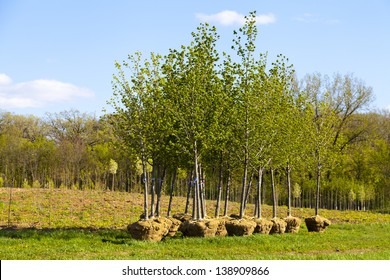 Trees Planting