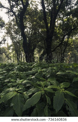trees and plants in rainforest 