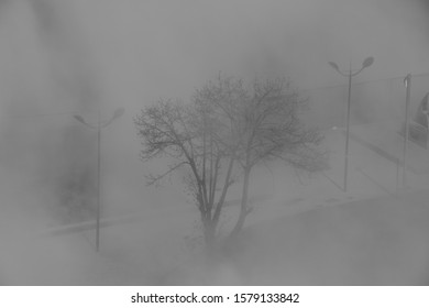 Trees Poking Out Of The Dust After A Building Implosion