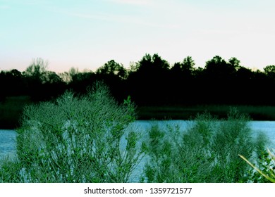 Trees and Pond