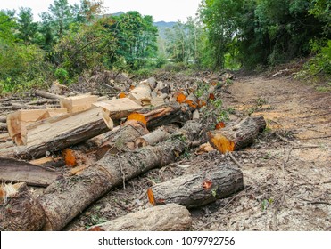 Trees Poplar Cut Down Field Deforestation Stock Photo (Edit Now 