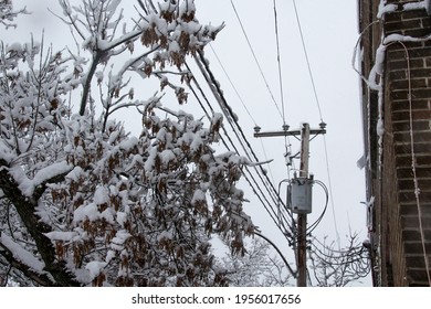 Trees And Post In Empty Streets Under A Severe Winter Storm In Montreal, Quebec, Canada