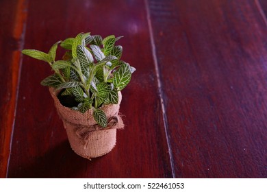 Trees in pots background.