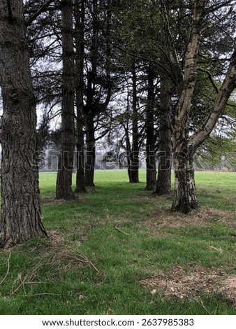 trees in previous golf course grounds, UK.