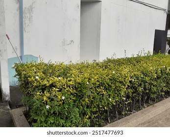 Trees with pruned branches in front of the building