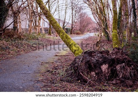 Trees pulled from the ground in a forest park after strong storm wind during a storm or hurricane. Damage to nature by brute force. Nobody.