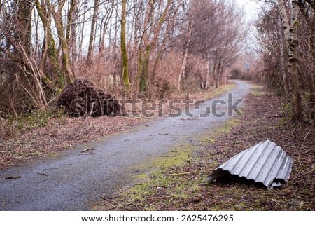 Trees pulled from the ground in a forest park after strong storm wind during a storm or hurricane. Damage to nature by brute force. Nobody.