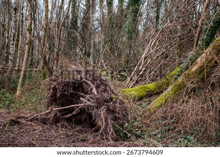 Trees pulled from the ground in a forest park after strong storm wind during a storm or hurricane. Damage to nature by brute force. Nobody.