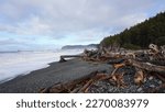 Trees and raging waves in front of Rialto Beach, Olympic National Park
