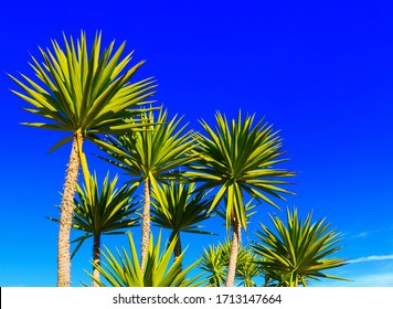 Trees In Rancho Palos Verdes, California