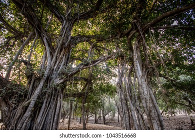 Trees In Ranthambore National Park, India