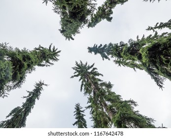 Trees reaching high.