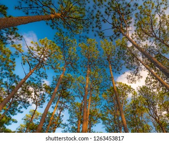 Trees reaching for the sky