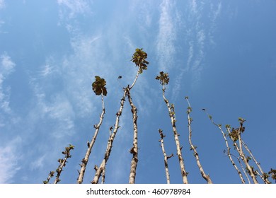 trees reaching the sky